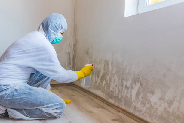 Licensed Attic Mold Removal service in Billerica, MA - WQB Mold Removal