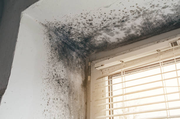 Affordable Attic Mold Removal solutions in Billerica, MA